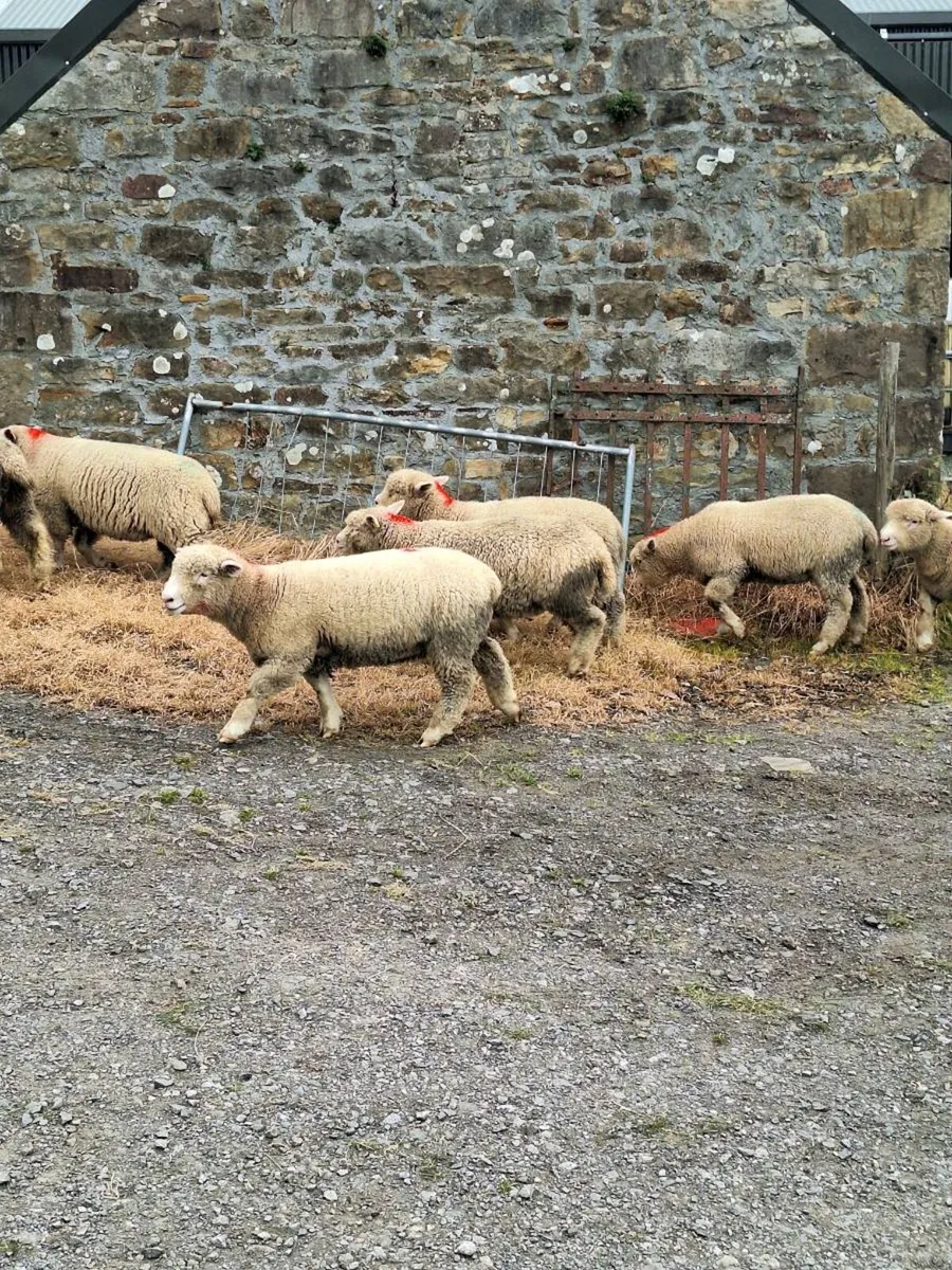 Dorset Lambs - Image 2