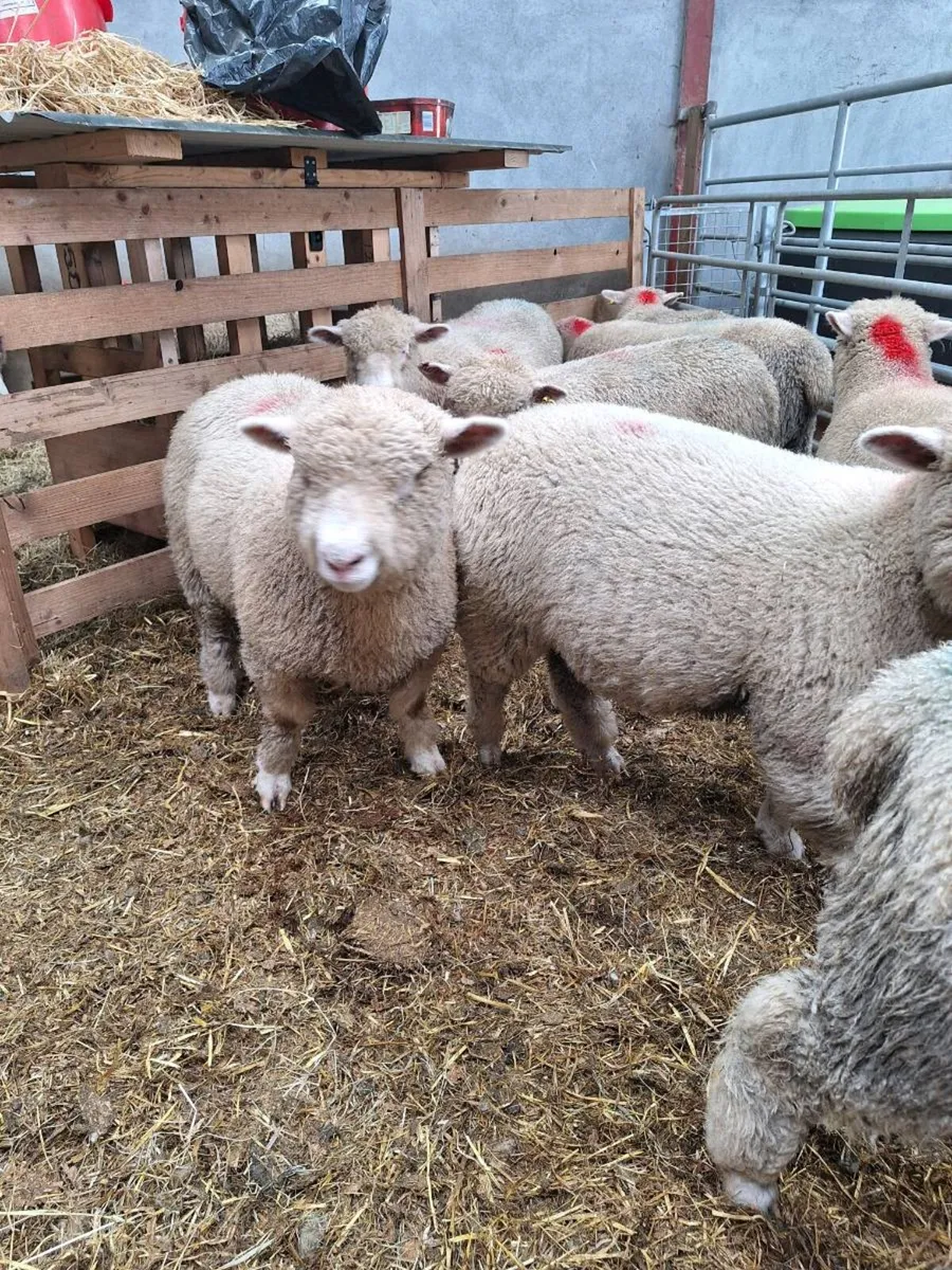 Dorset Lambs - Image 3