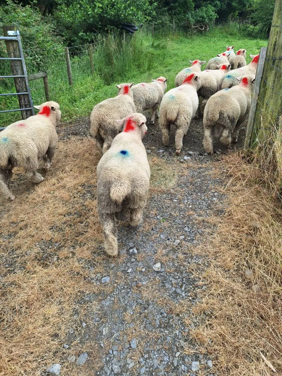 Dorset Lambs - Image 4