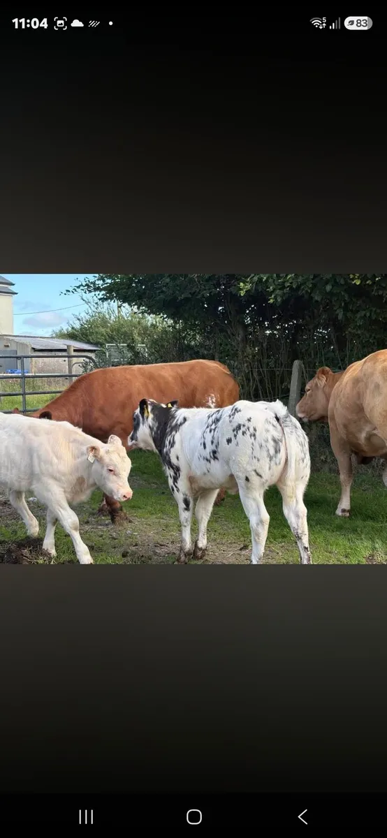 Suckler cows - Image 1