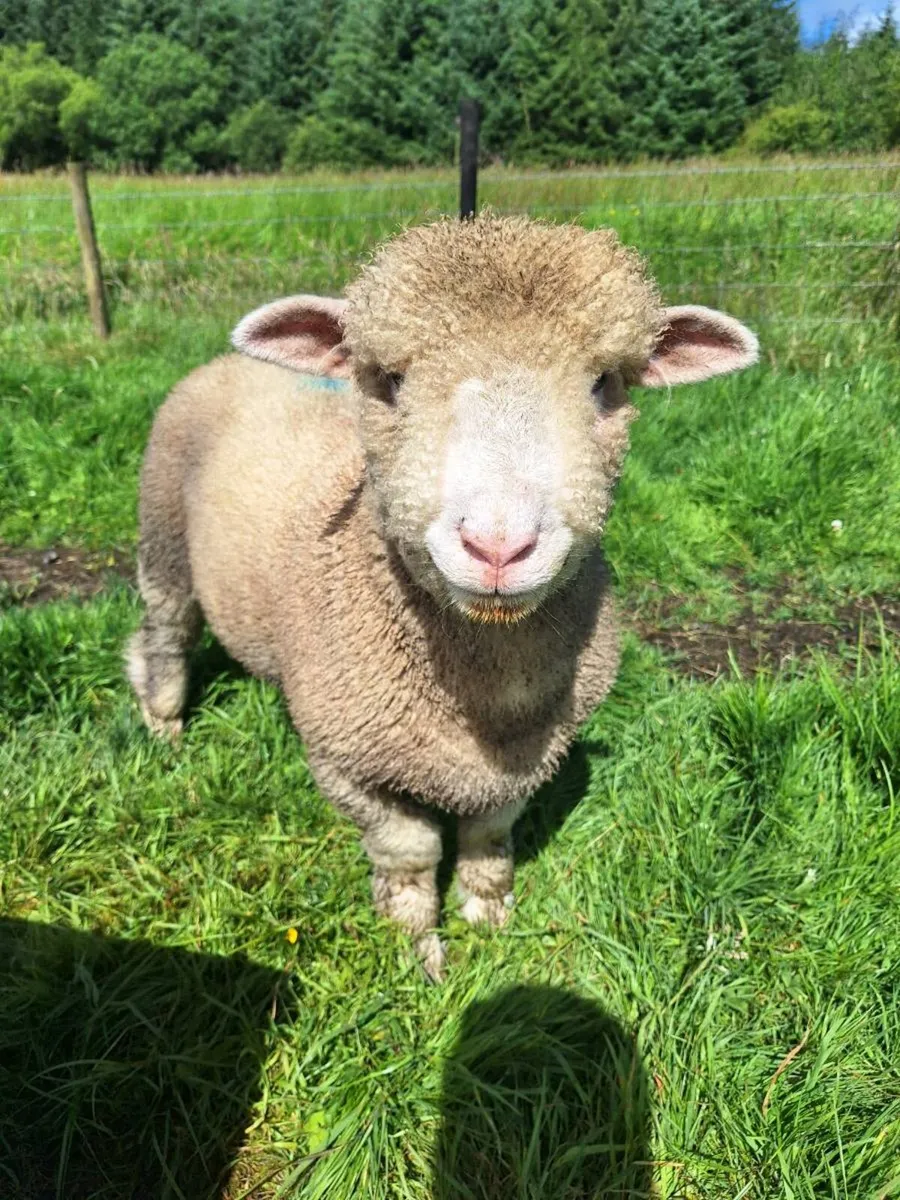 Dorset Lambs - Image 1