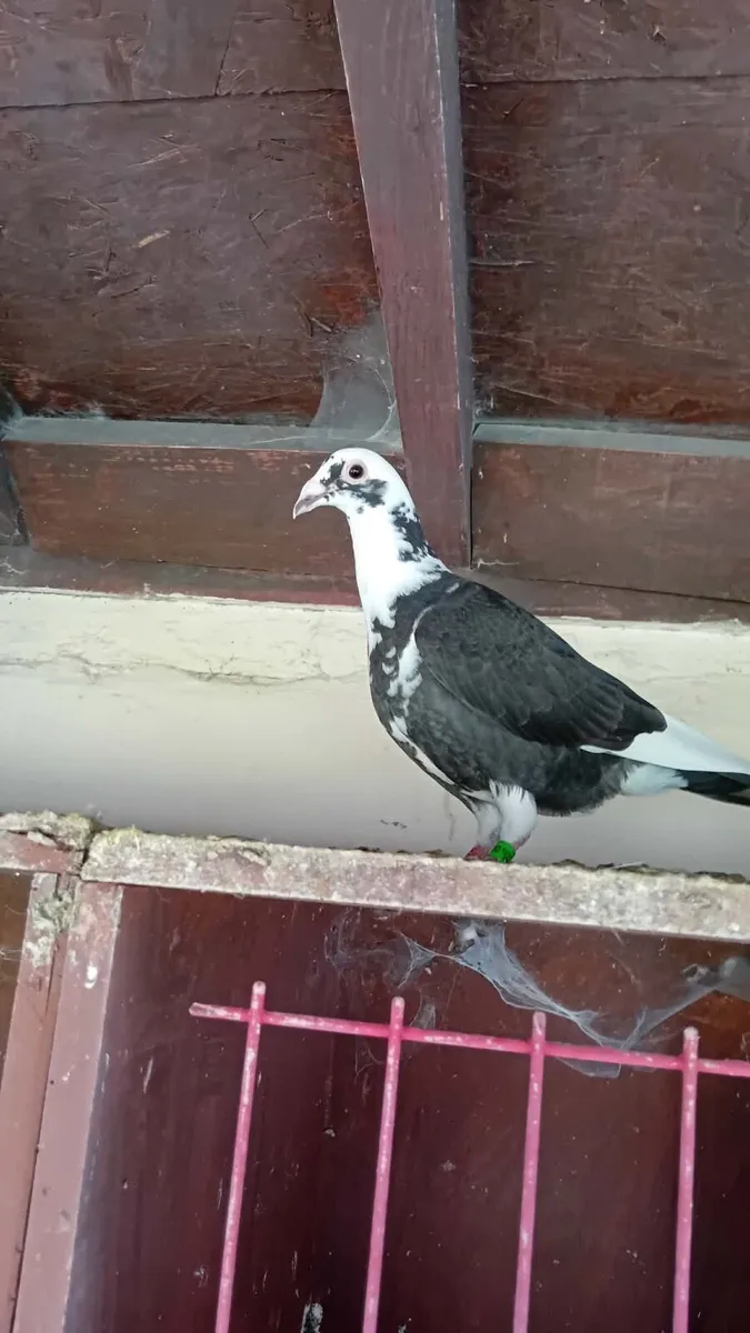 Pigeons - Image 4