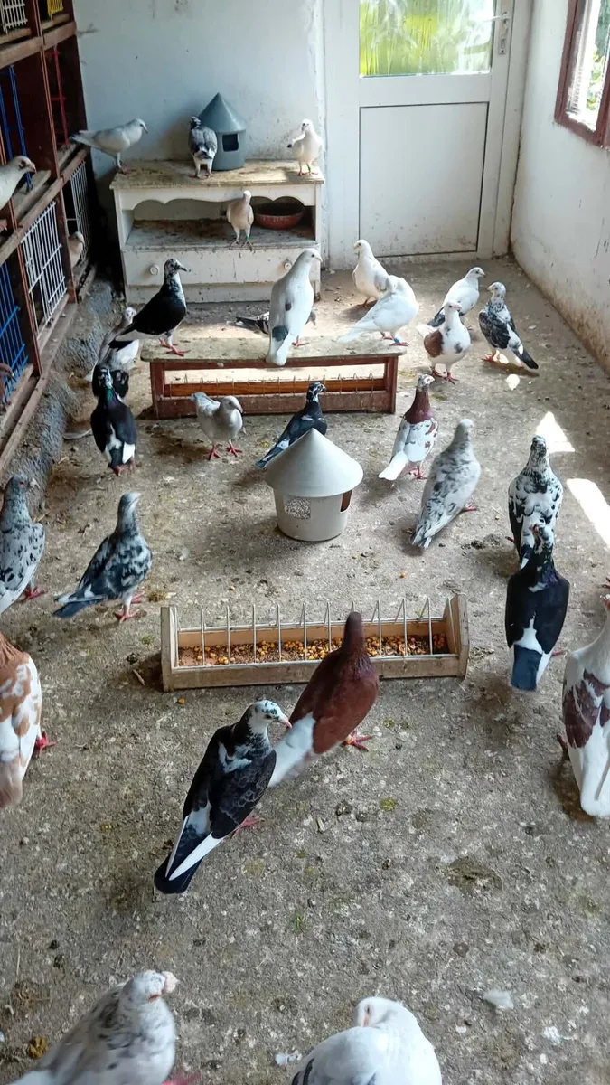 Pigeons - Image 1