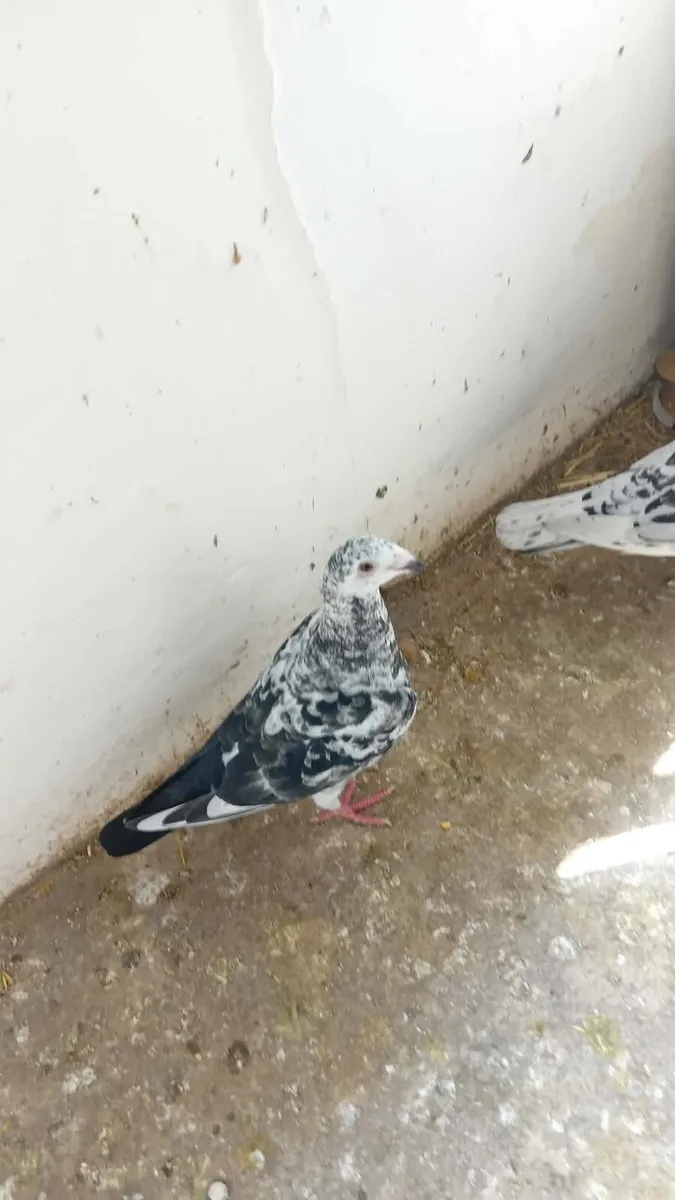 Pigeons - Image 2