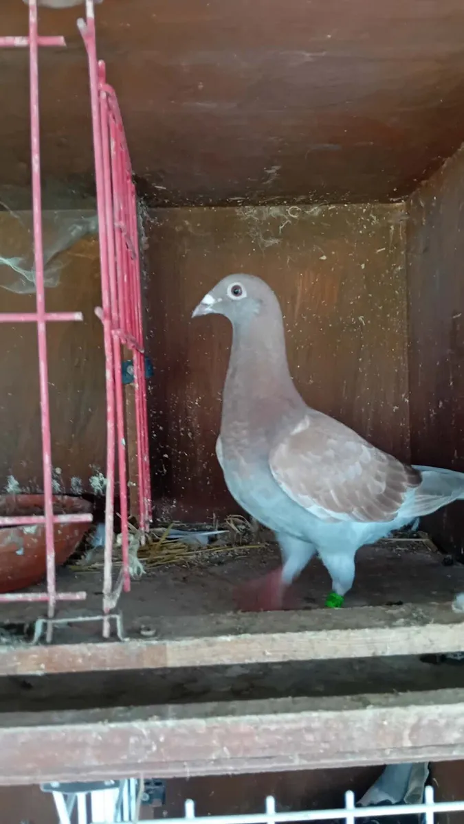 Pigeons - Image 3