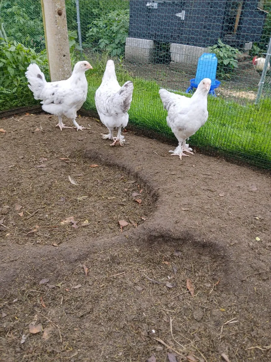 Marans - Image 1