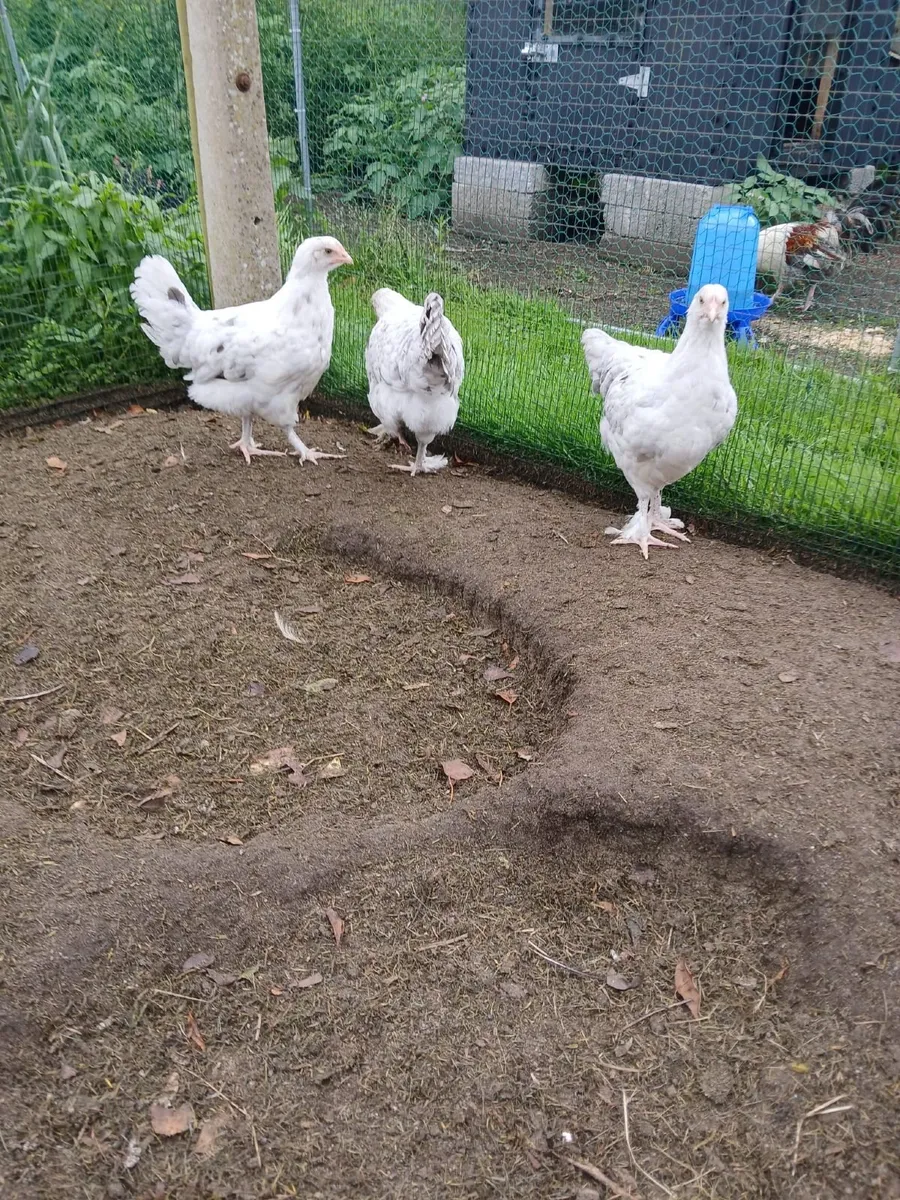 Marans - Image 3