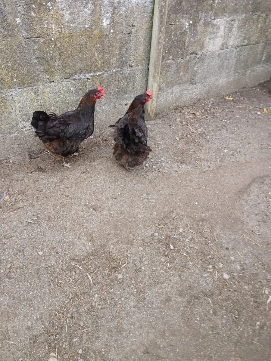 Marans - Image 2
