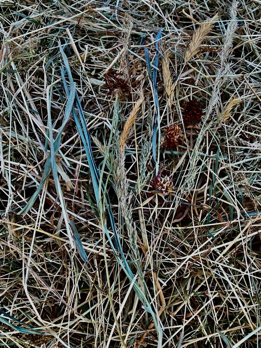 ******WORLD CLASS HAY****** - Image 1
