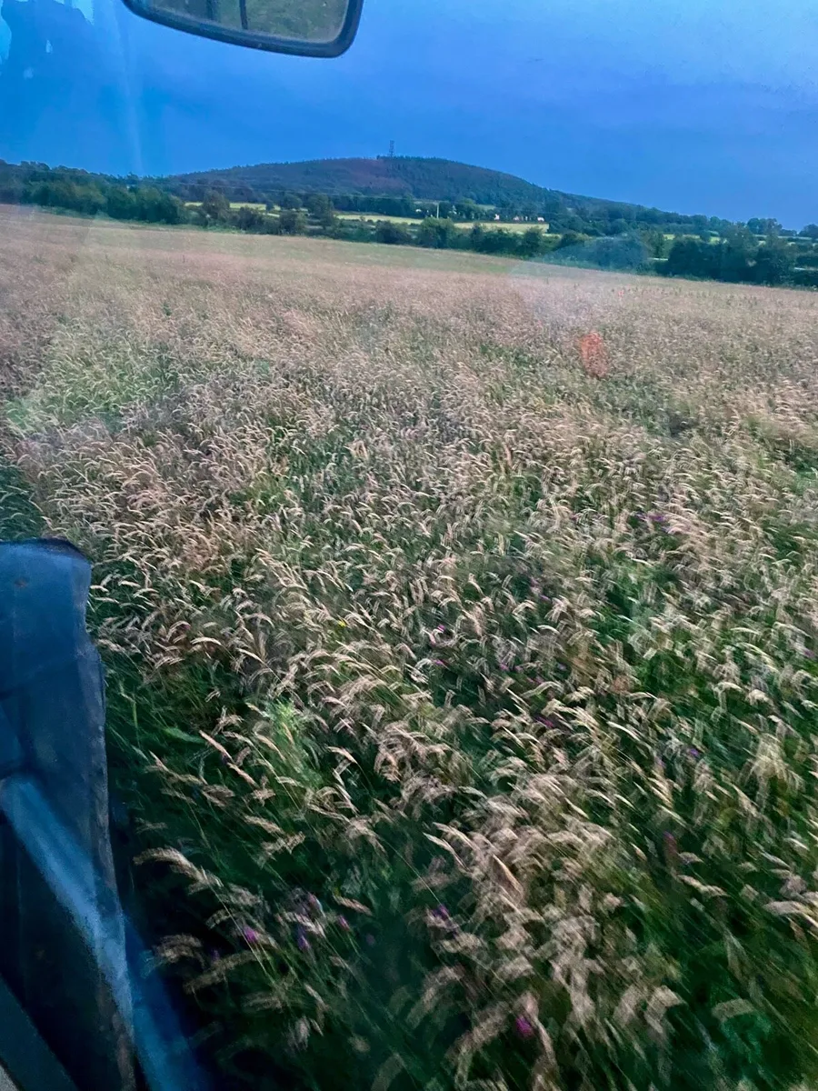 ******WORLD CLASS HAY****** - Image 2