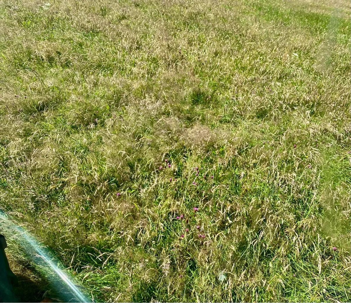 ******WORLD CLASS HAY****** - Image 3