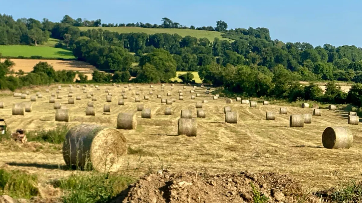 (NOW IN STORAGE)***WORLD CLASS HAY** - Image 2