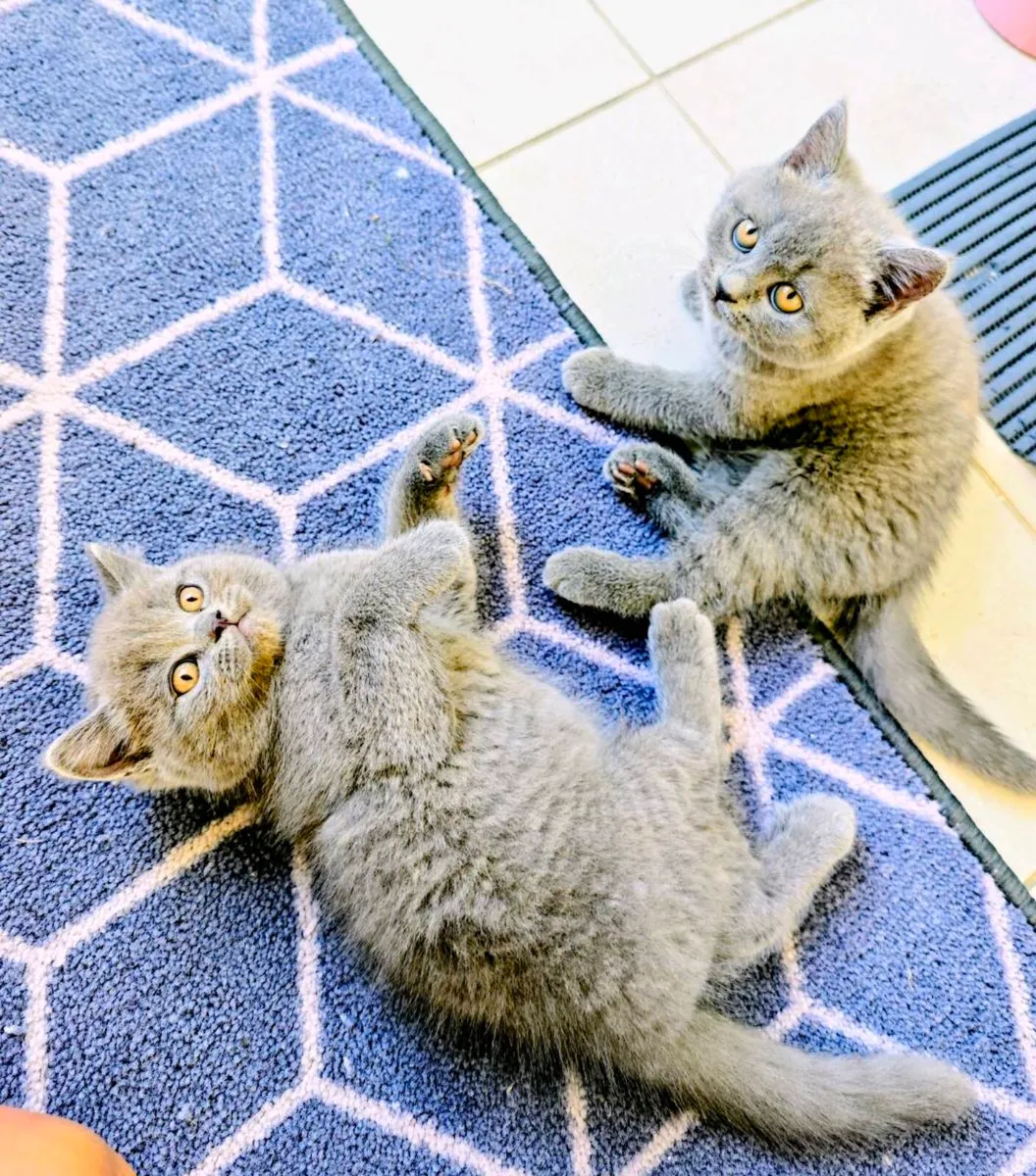 British blue: 2 kittens left 🩷🩵 - Image 1