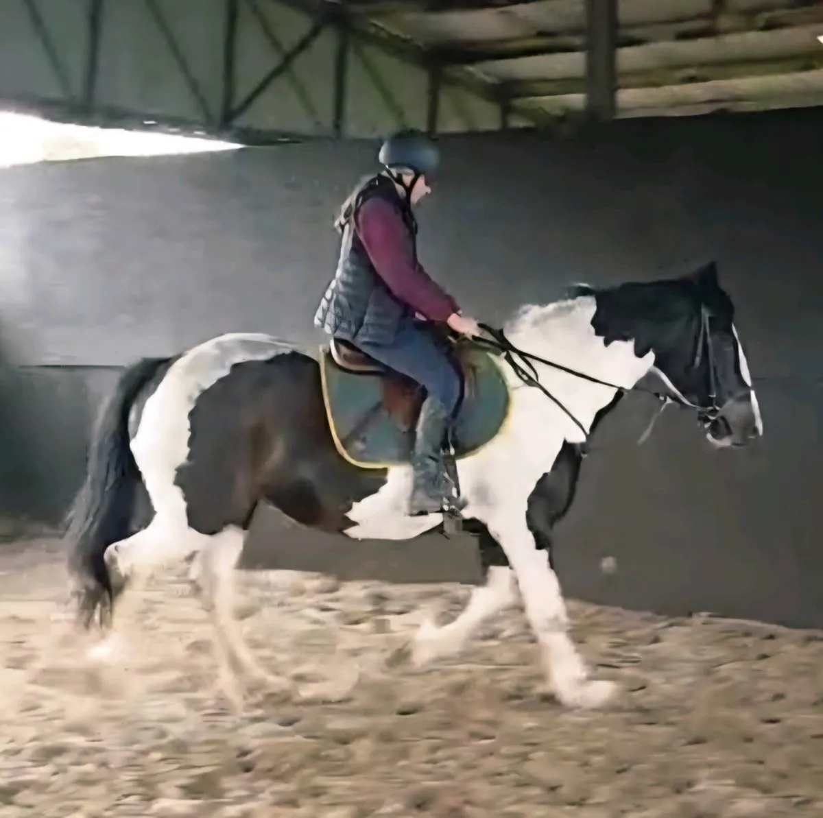 Lily, 15.3h middle weight cob mare - Image 2
