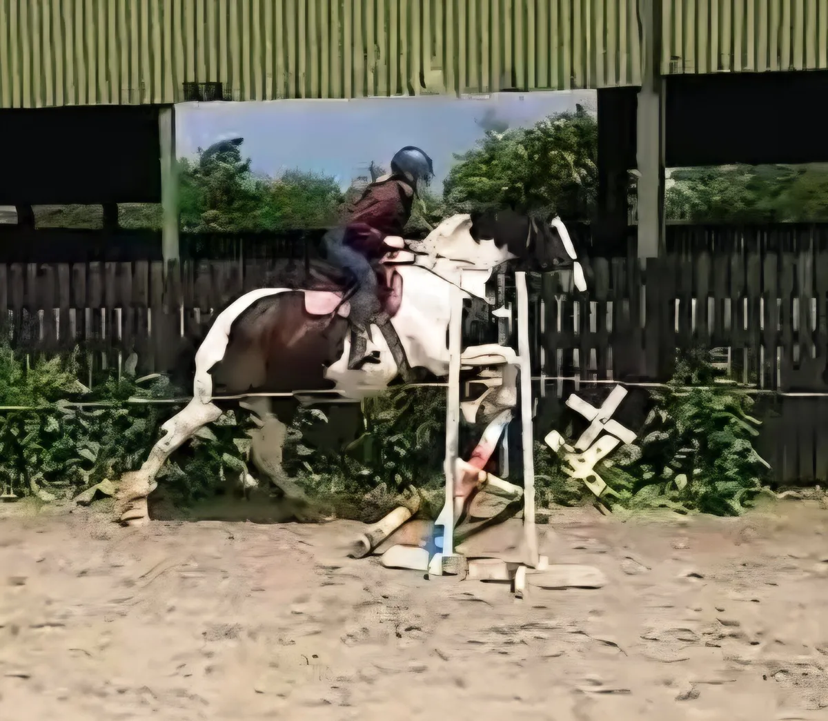 Lily, 15.3h middle weight cob mare - Image 1