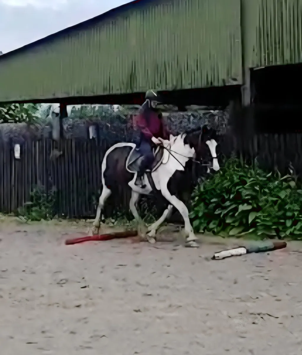 Lily, 15.3h middle weight cob mare - Image 3