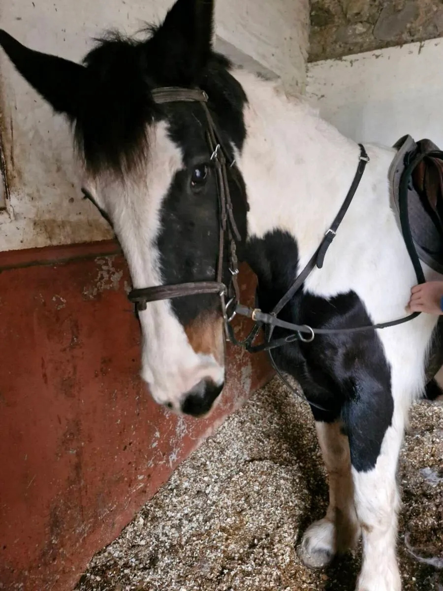 Lily, 15.3h middle weight cob mare - Image 4