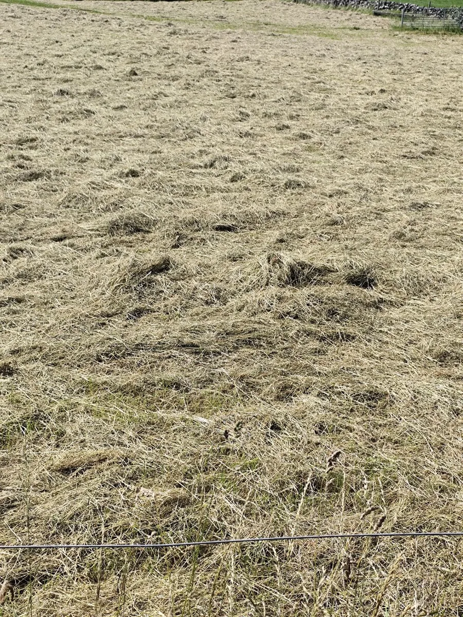 Hay - Image 4