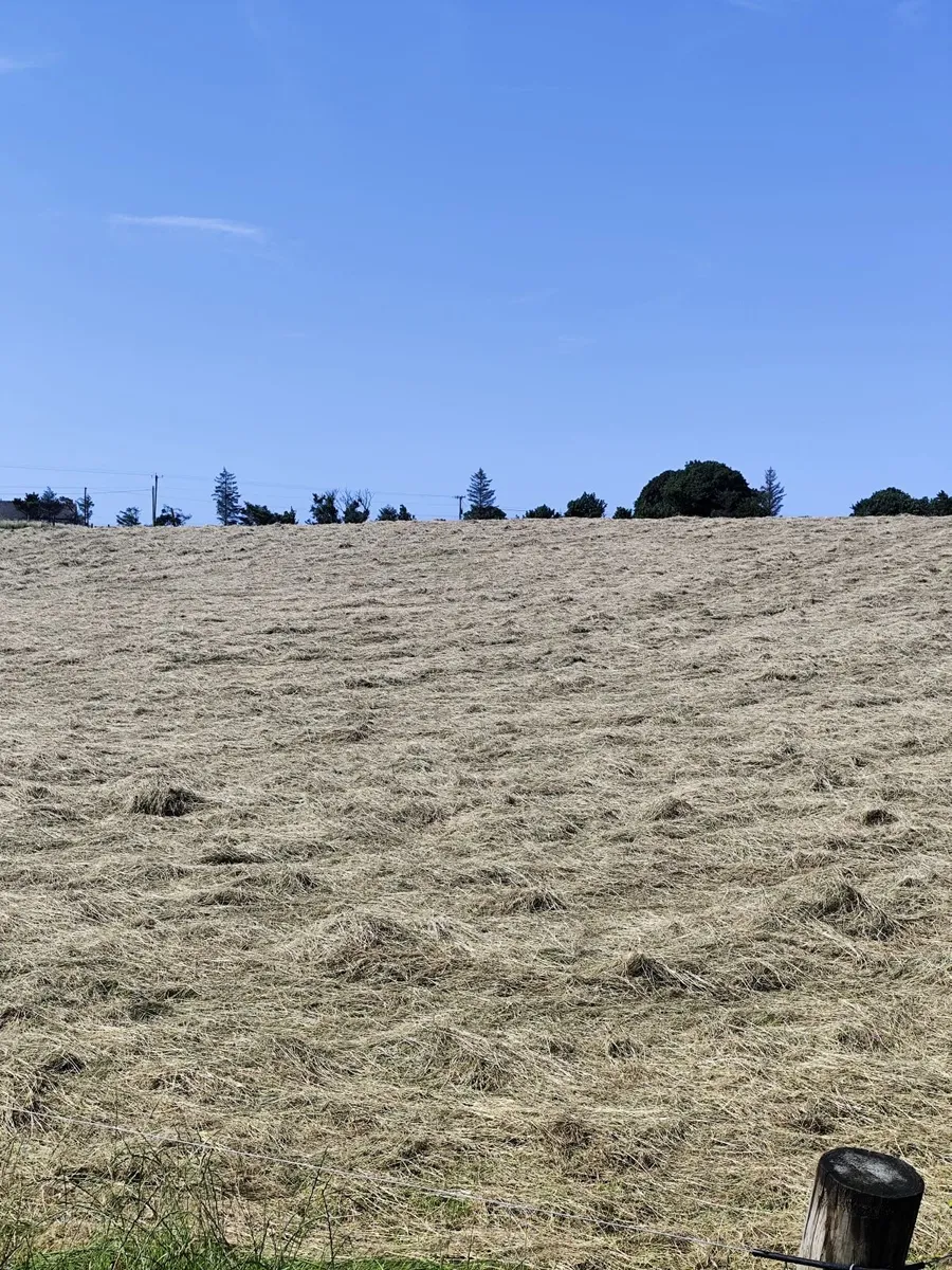 Hay - Image 2