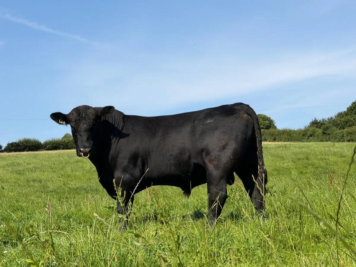 Aberdeen Angus Bulls - Image 2
