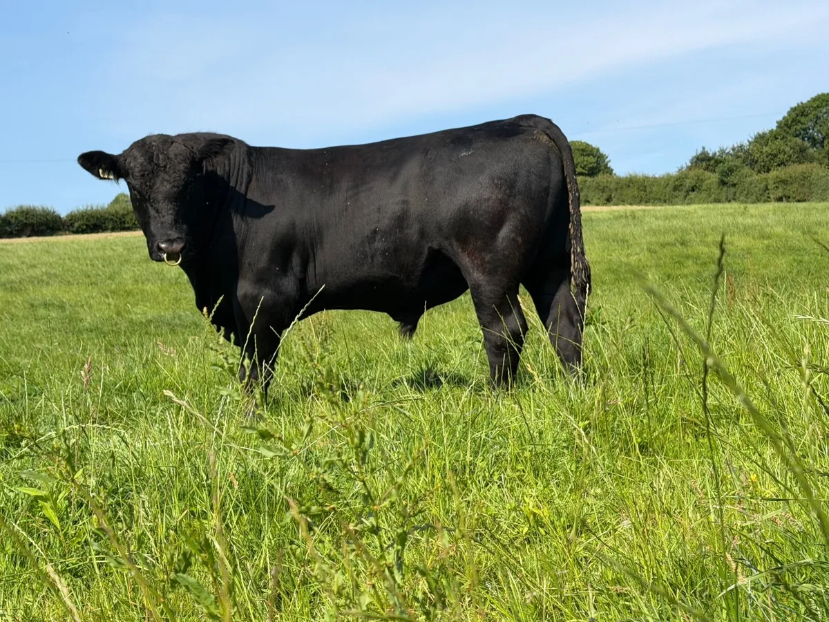 Aberdeen Angus Bulls - Image 3