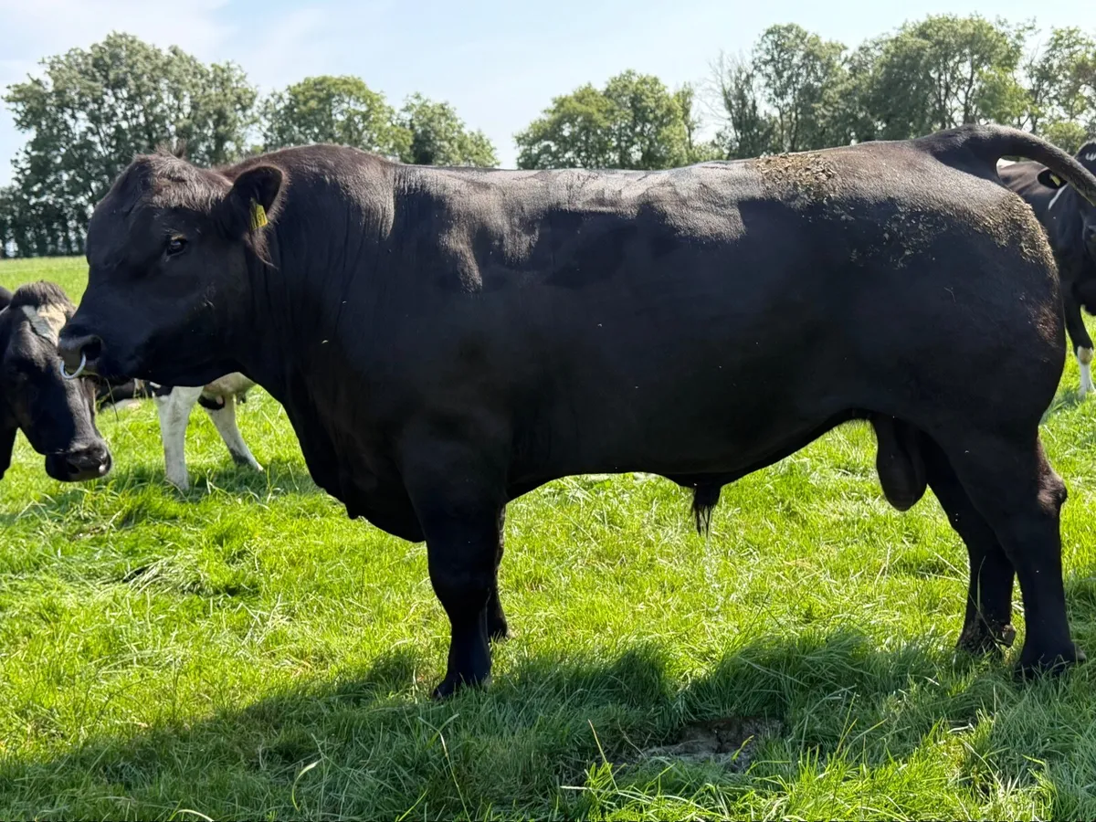 Aberdeen Angus Bulls - Image 4