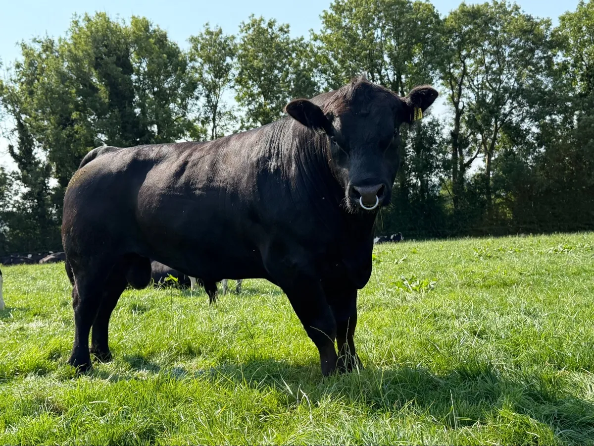 Aberdeen Angus Bulls - Image 1