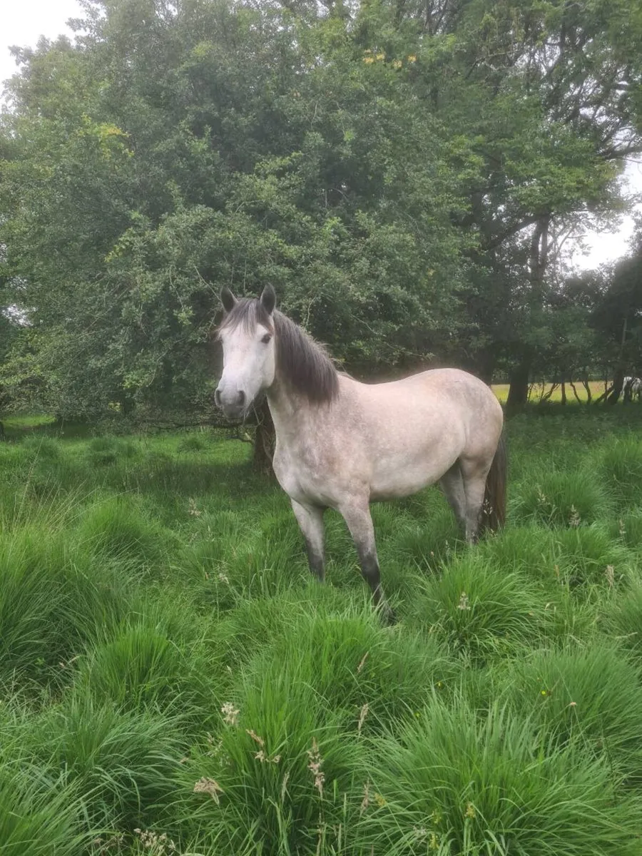 3YR Old Forestview JJ Filly - Image 1