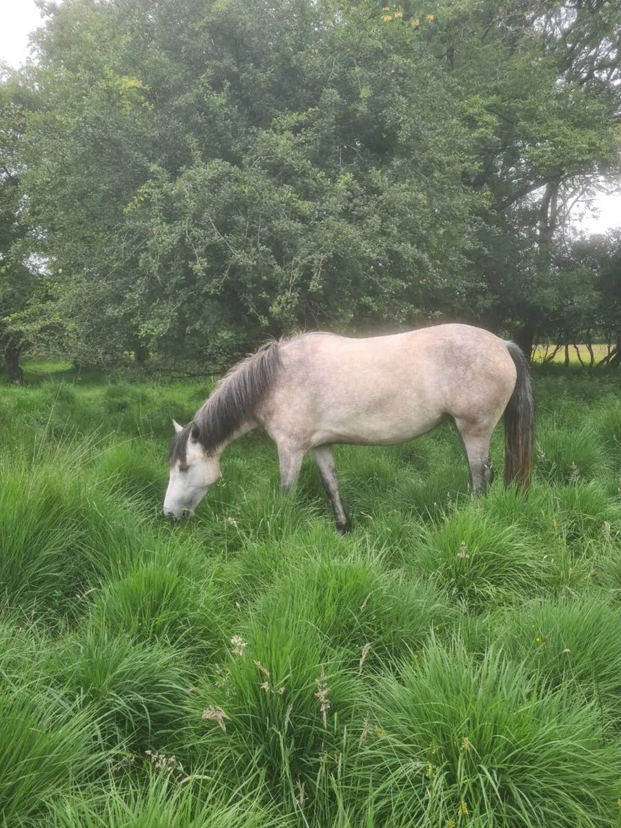 3YR Old Forestview JJ Filly - Image 2
