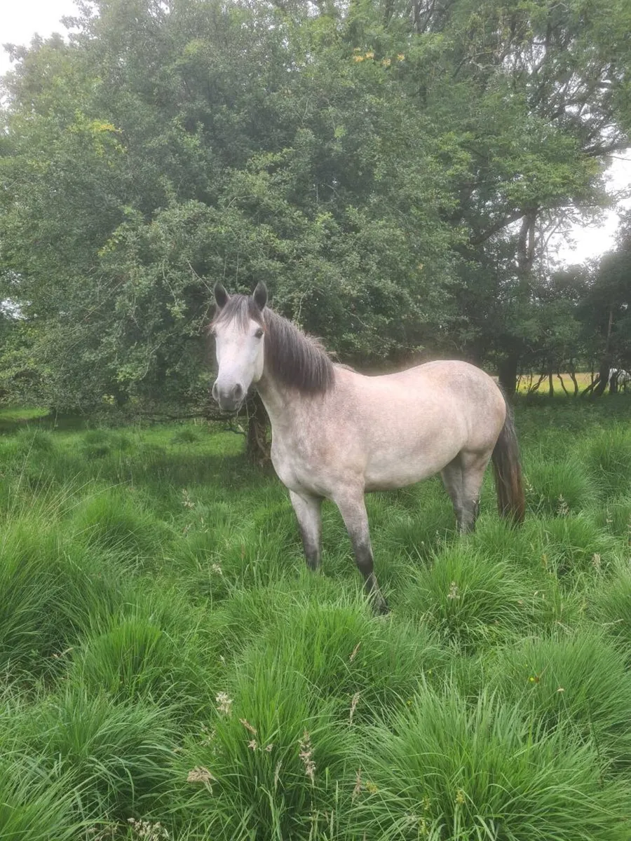 3YR Old Forestview JJ Filly - Image 3