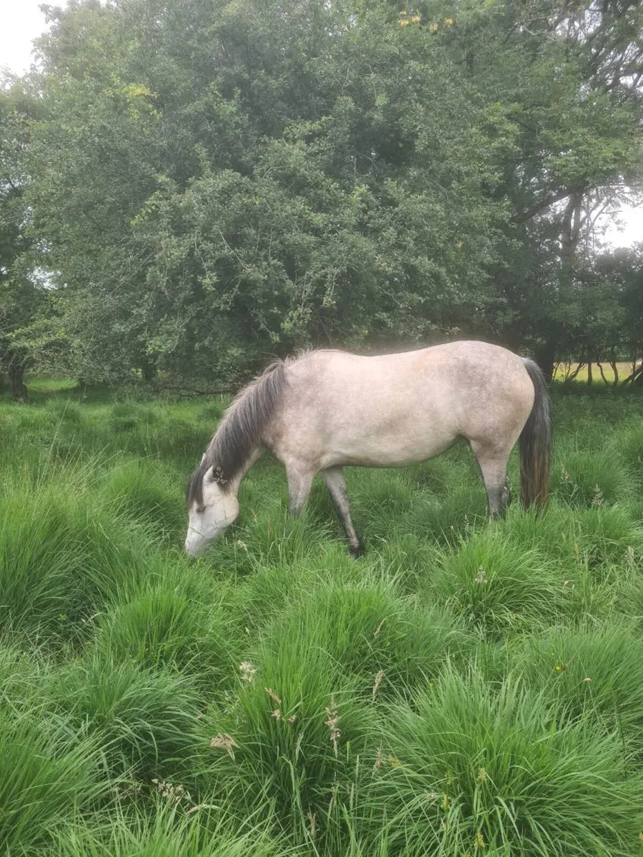 3YR Old Forestview JJ Filly - Image 4