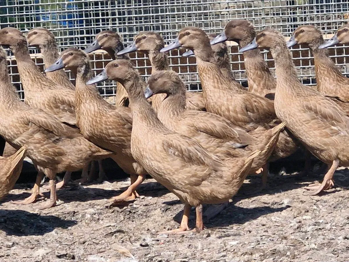 Khakis,cayugas & golden campine rooster - Image 1