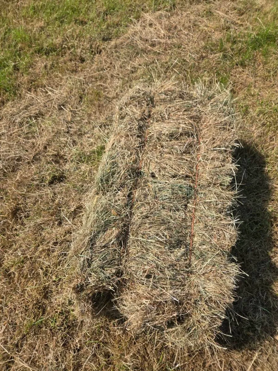 Square bales of hay - Image 2