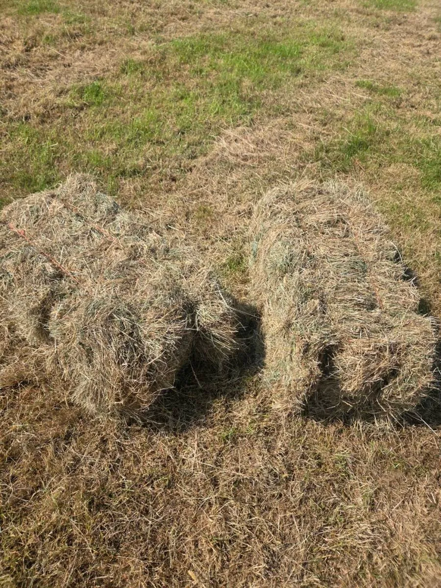 Square bales of hay - Image 3