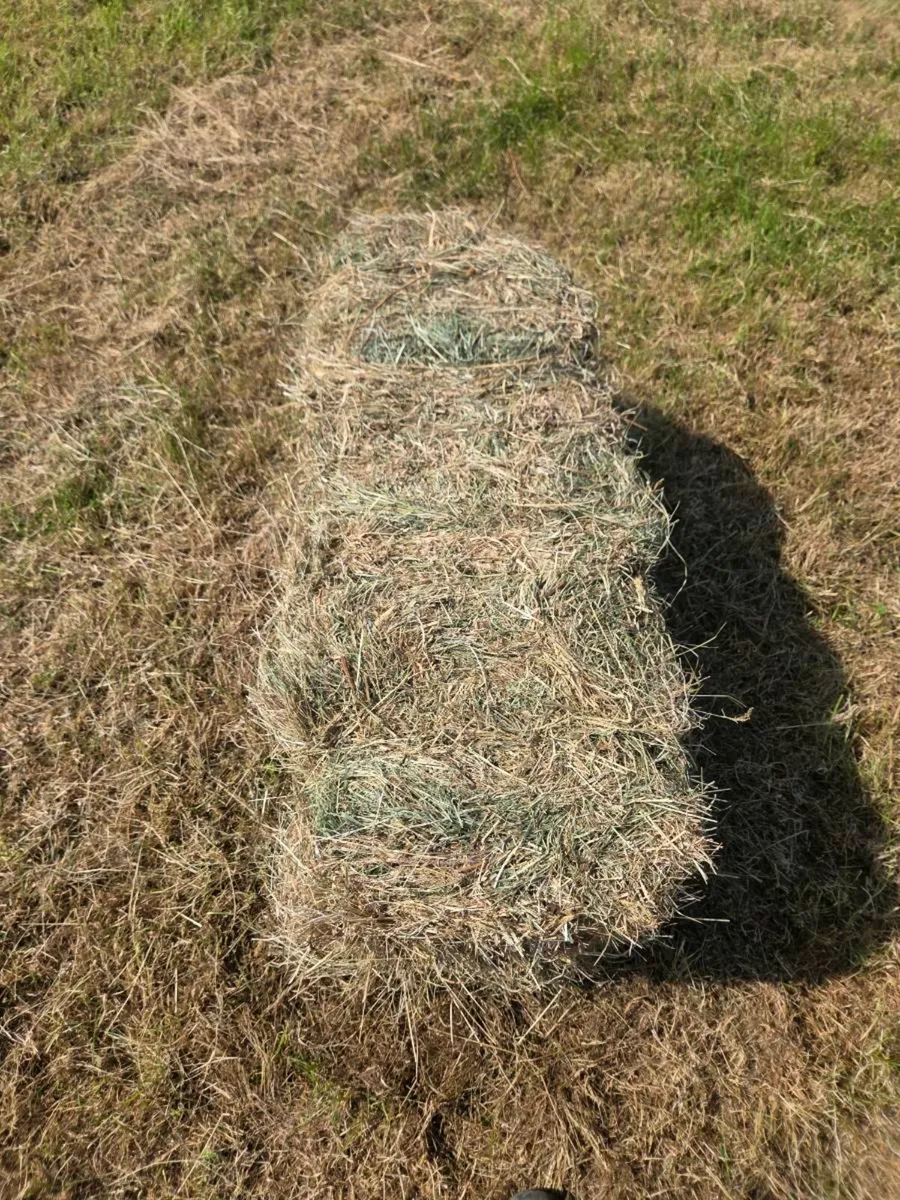 Square bales of hay - Image 4