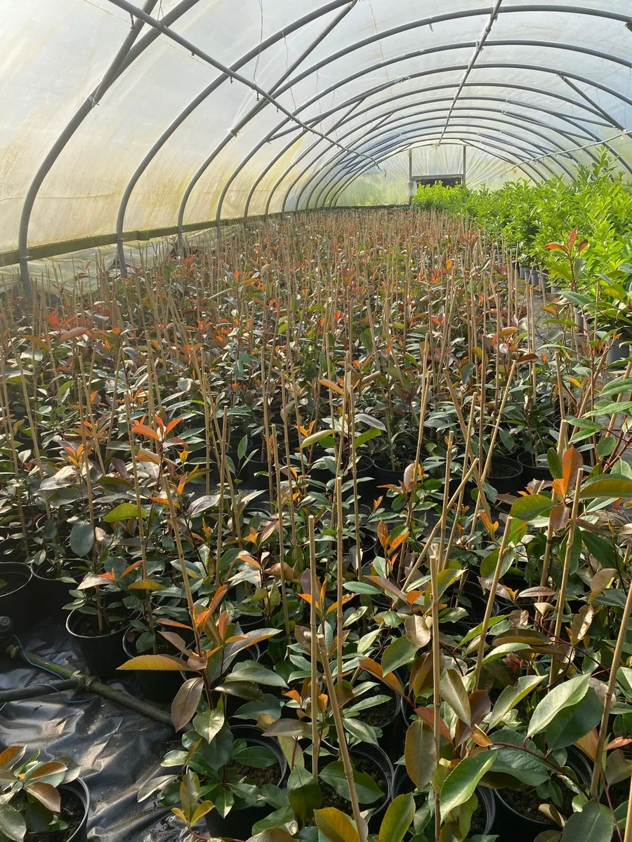 Red Robin Hedging plants - Image 1