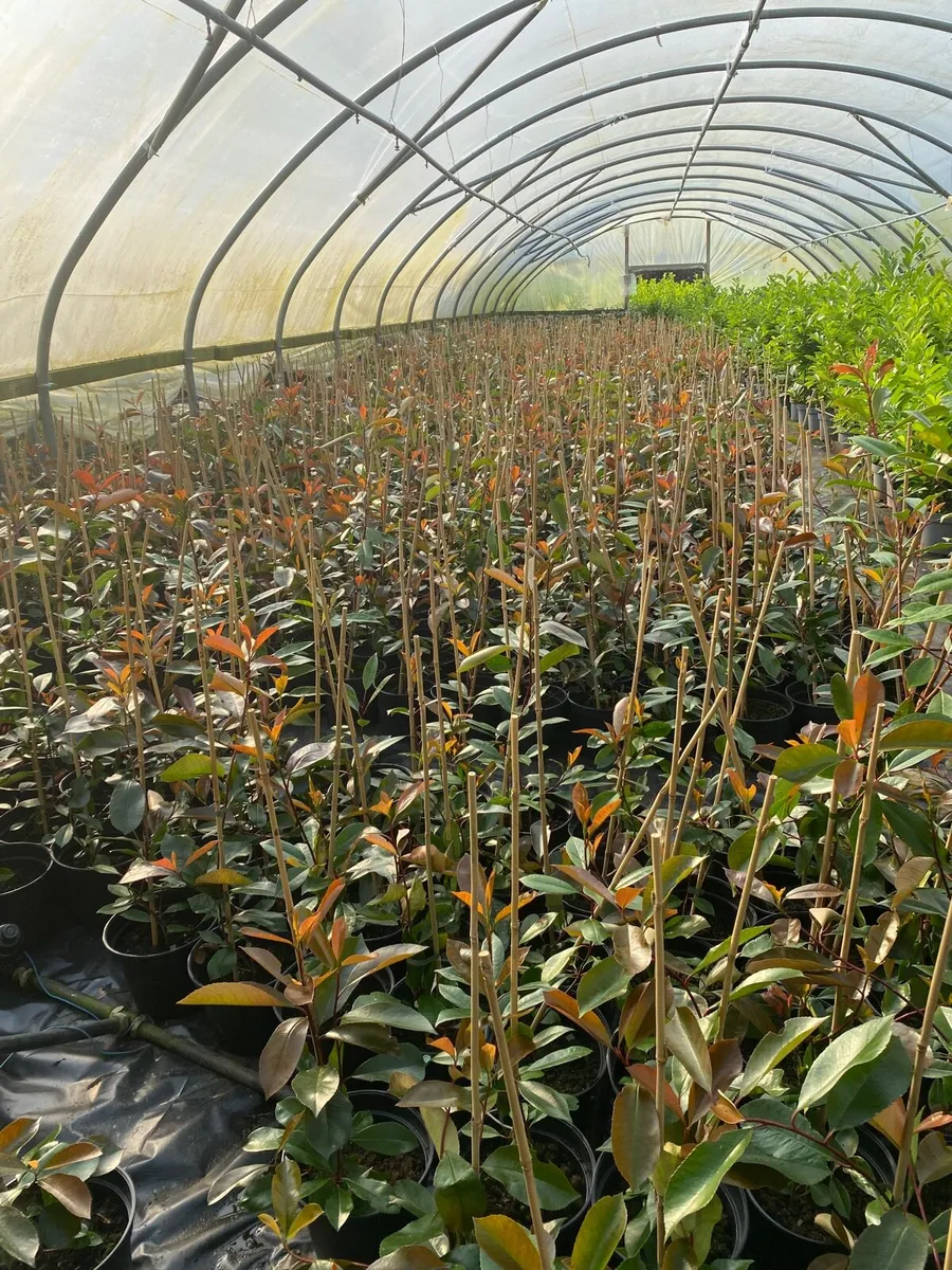 Red Robin Hedging plants - Image 2