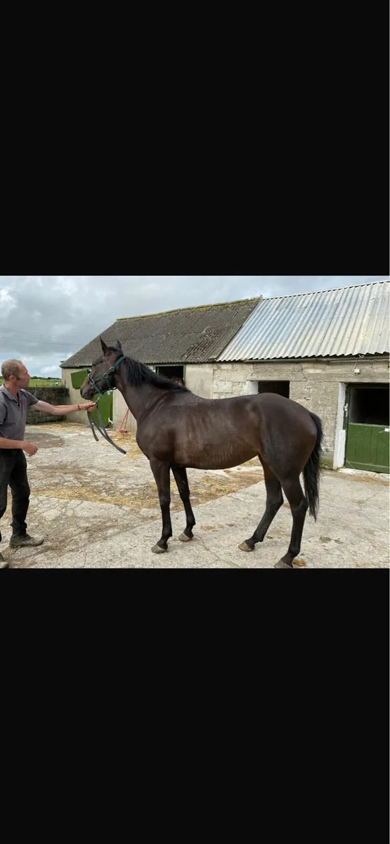 Broodmare - Image 2