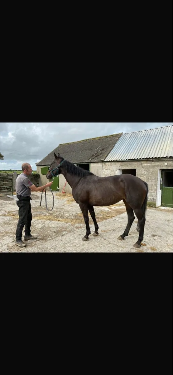 Broodmare - Image 3