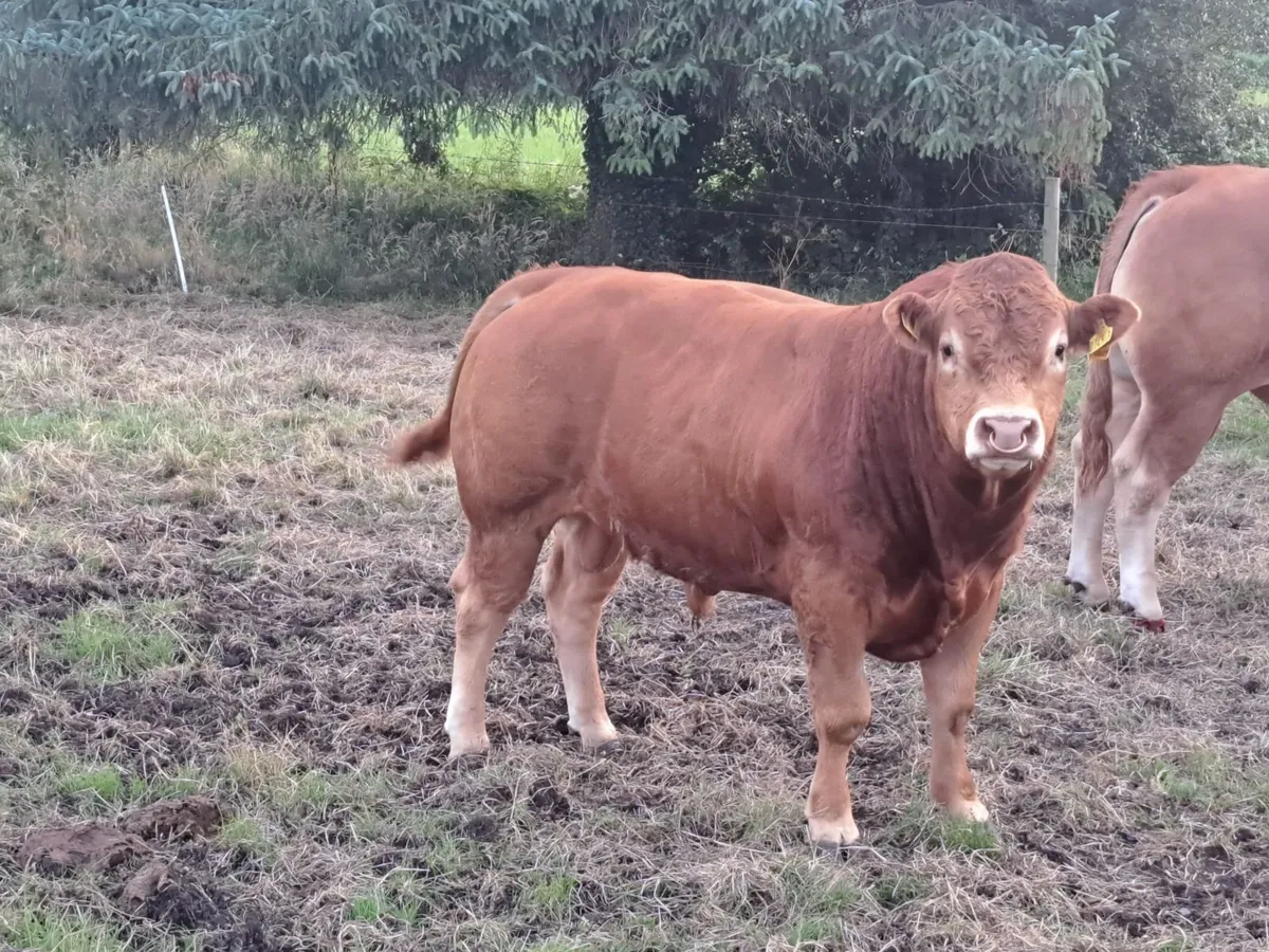 Pedigree Limousin Bull - Image 2