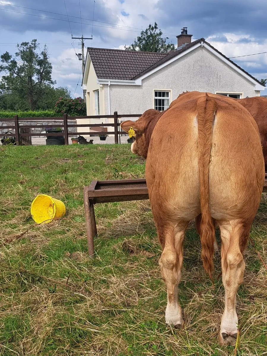 Pedigree Limousin Bull - Image 3