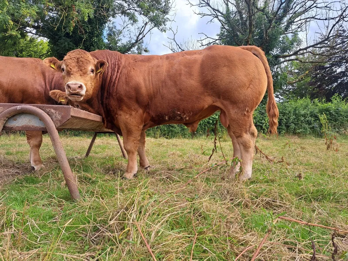 Pedigree Limousin Bull - Image 4