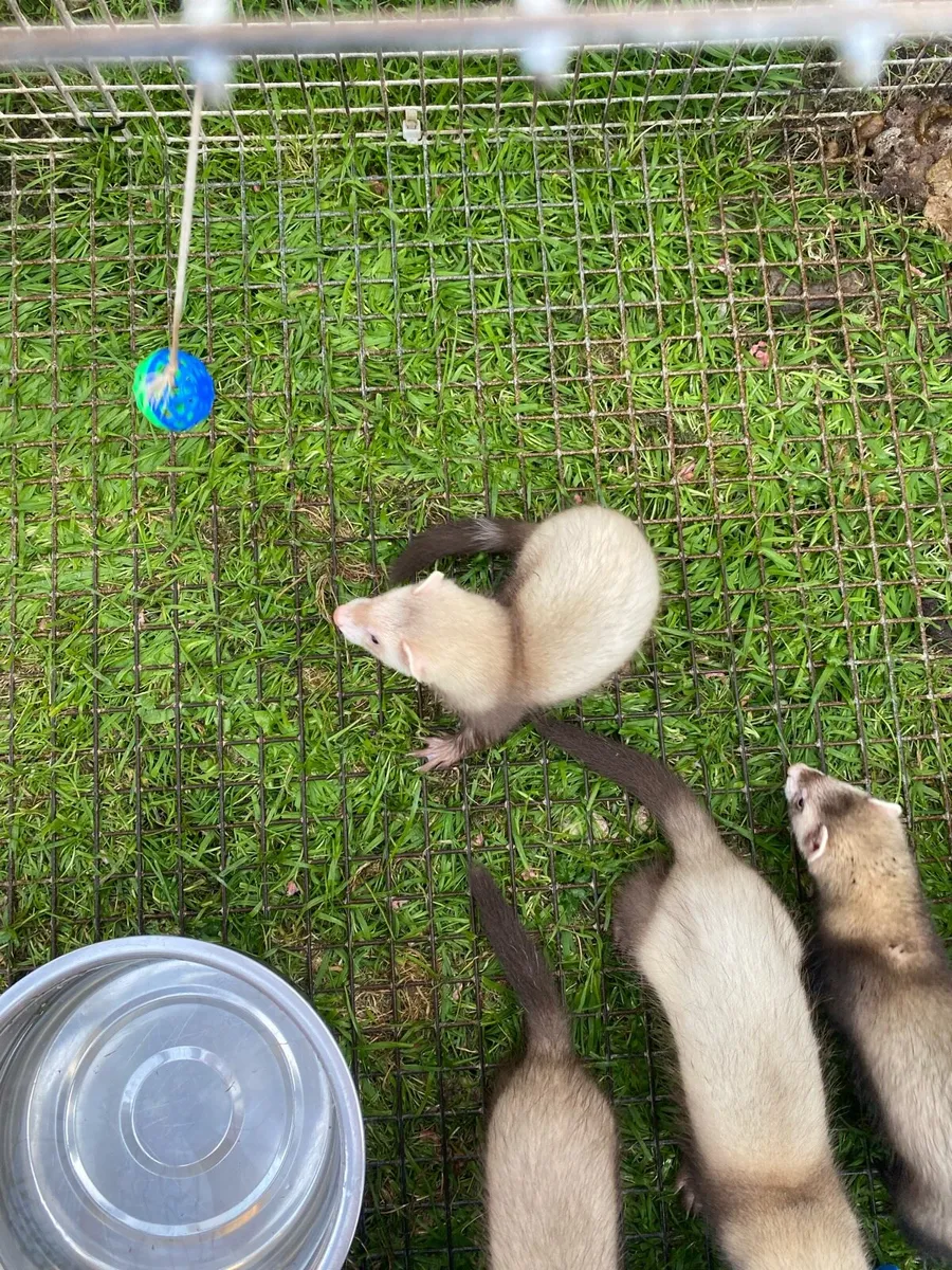 Ferrets - Image 1