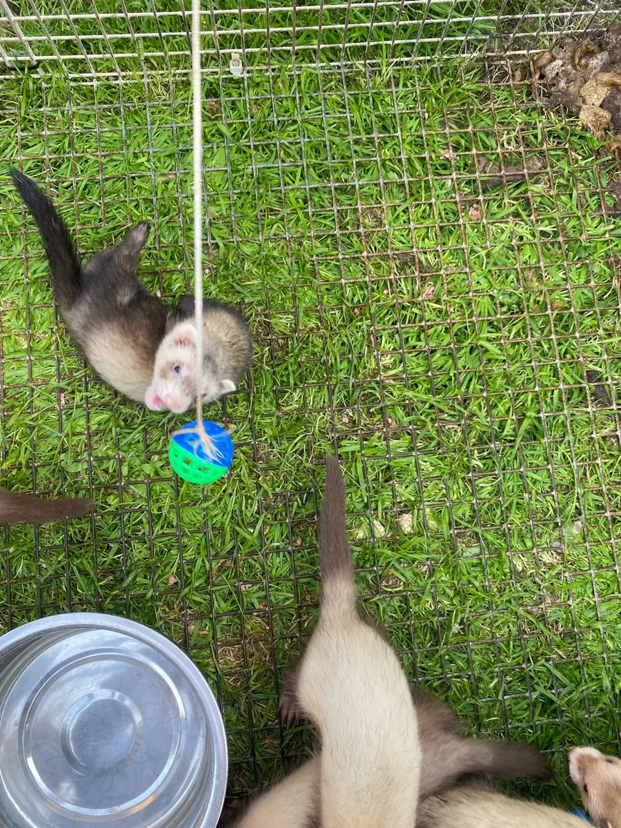 Ferrets - Image 2