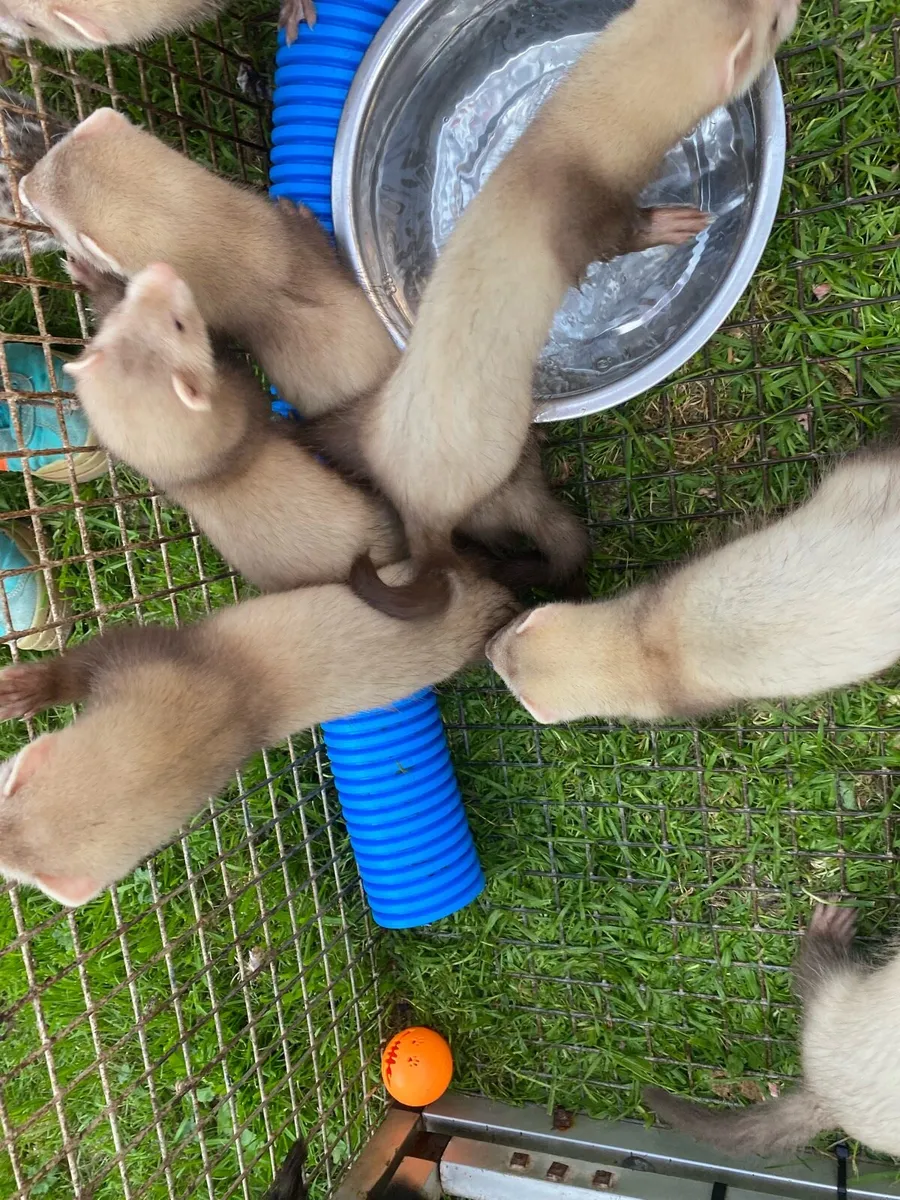 Ferrets - Image 3