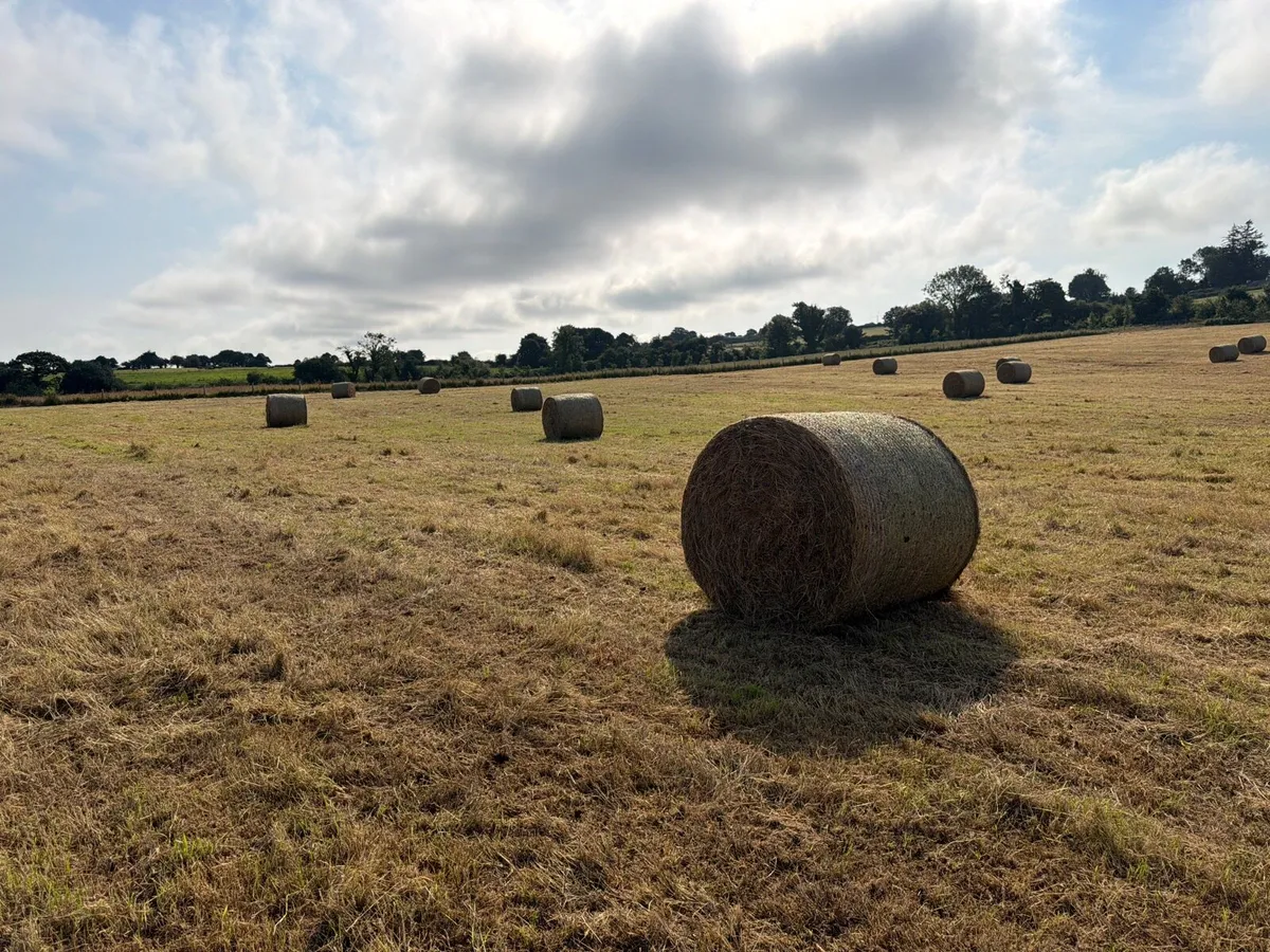 Organic hay - Image 1