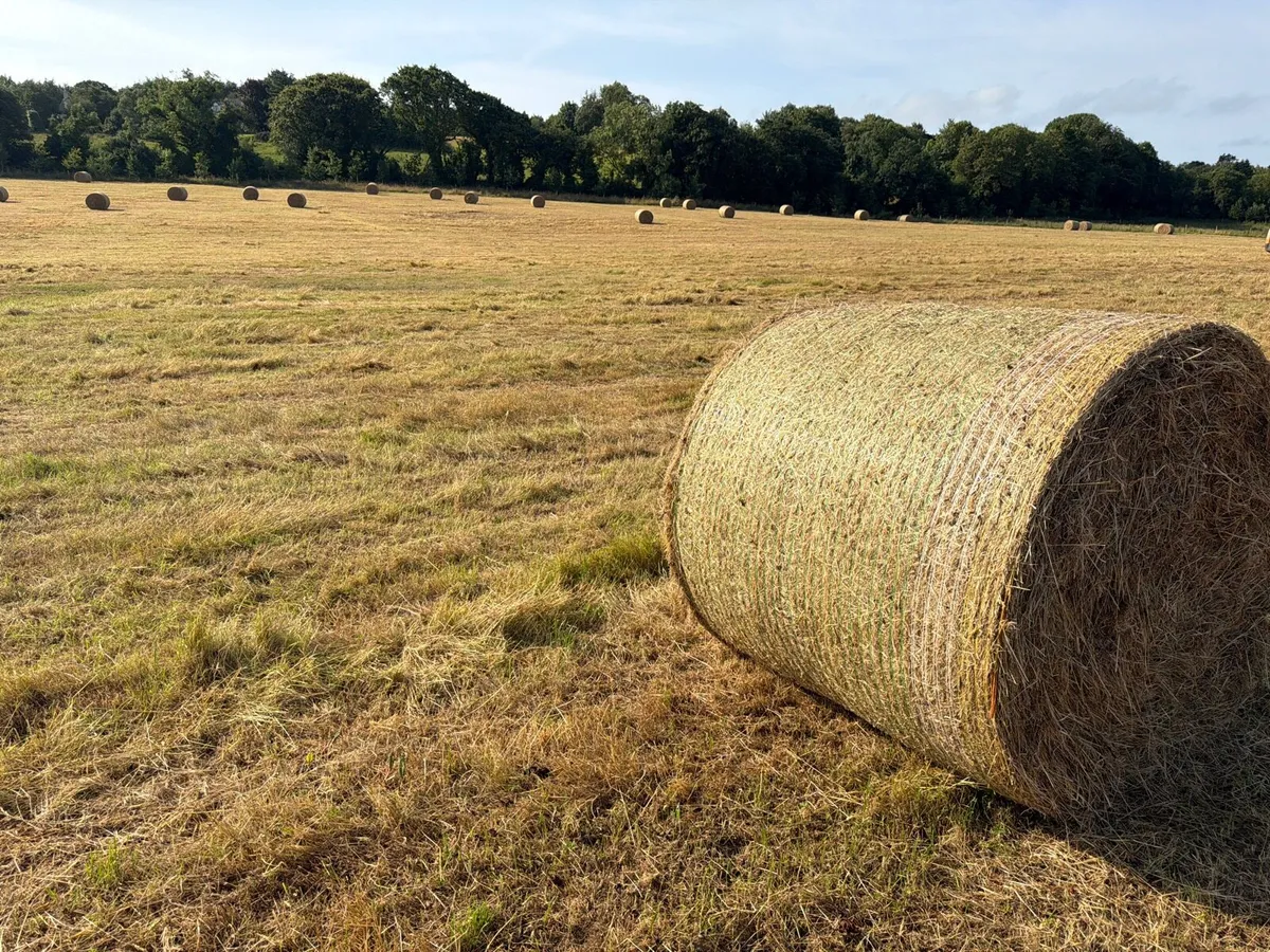 Organic hay - Image 2