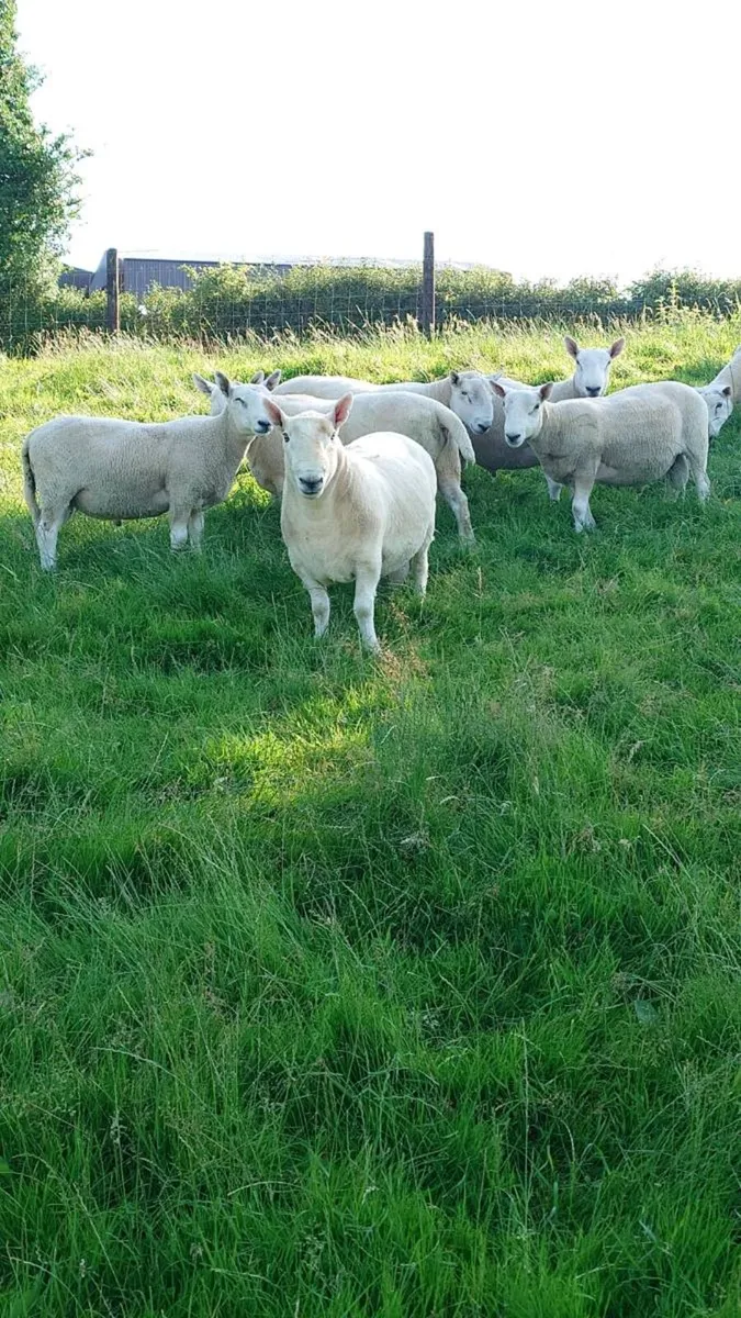 North Country Cheviot rams - Image 1