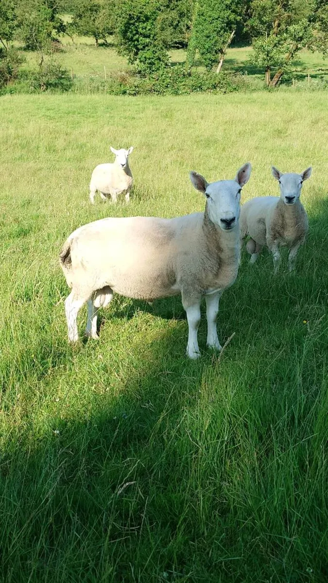 North Country Cheviot rams - Image 2