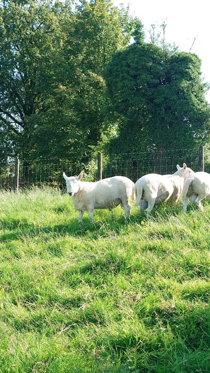 North Country Cheviot rams - Image 3